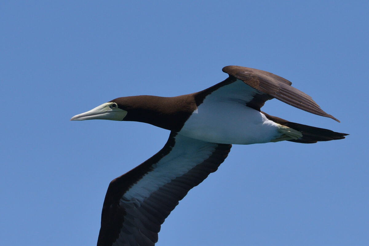 カツオドリ
カツオドリ♀
カツオドリ雌
西表島
鳩間島