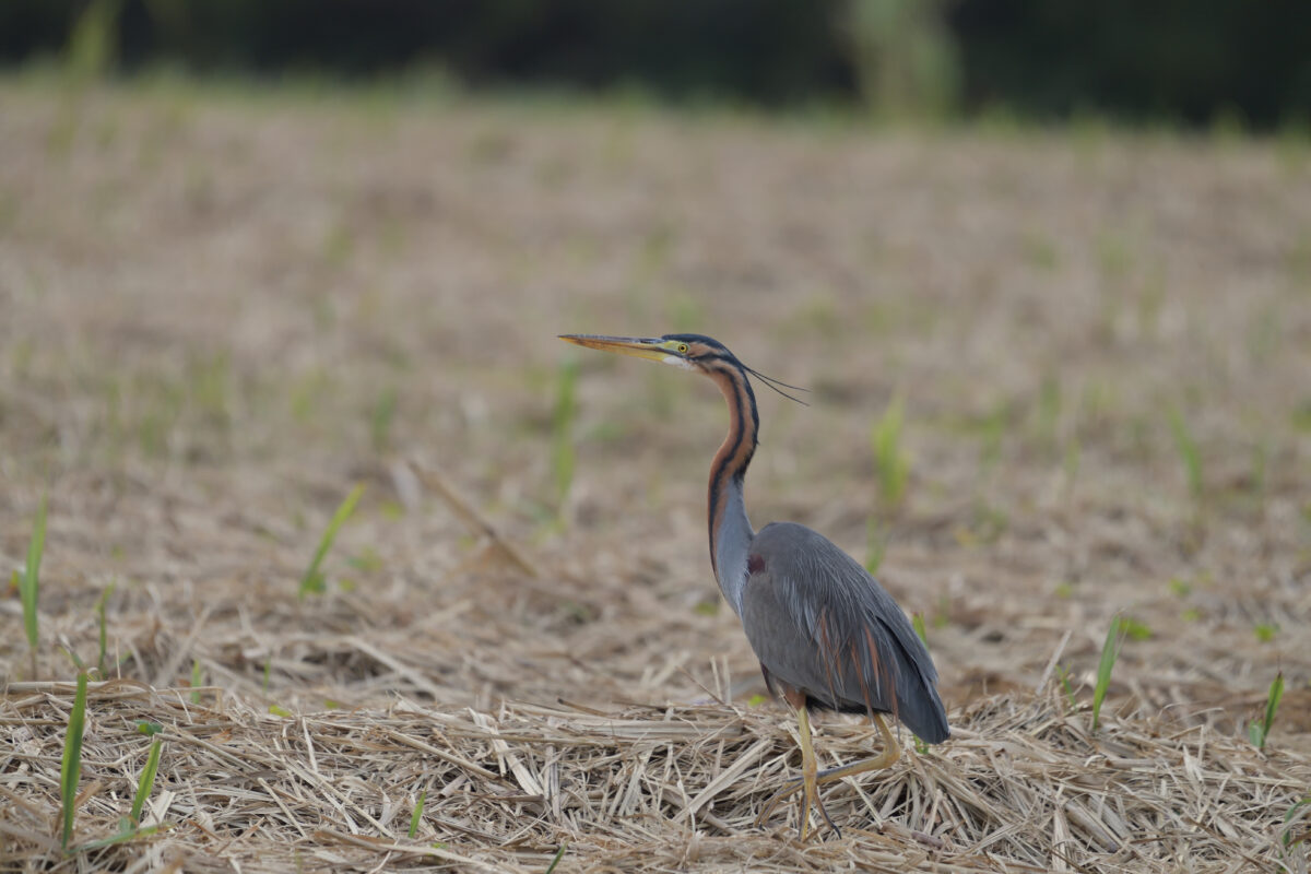 ムラサキサギ
西表島