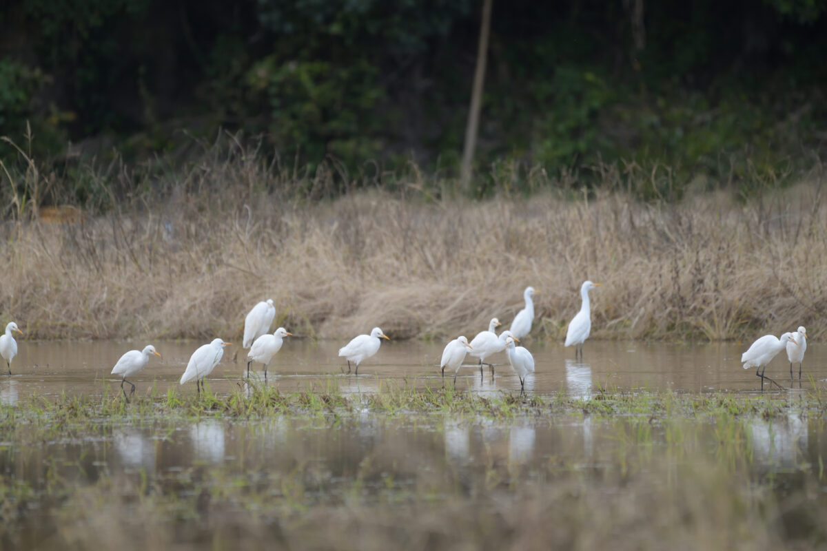 アマサギ
西表島
オオホラダ