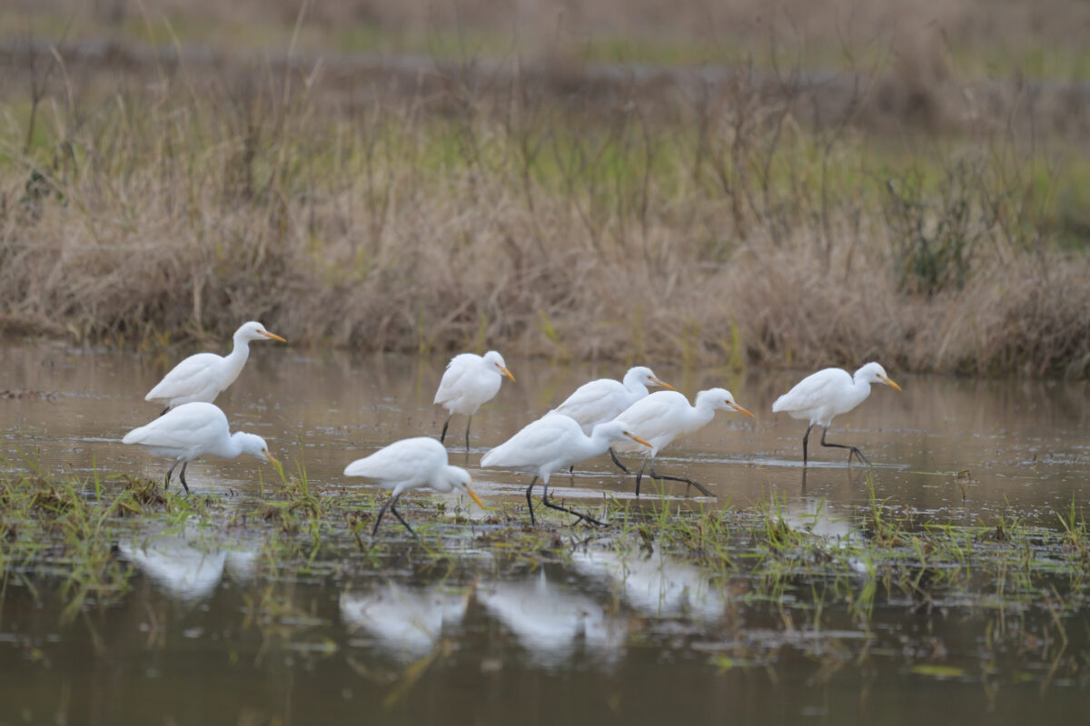 アマサギ
西表島
オオホラダ