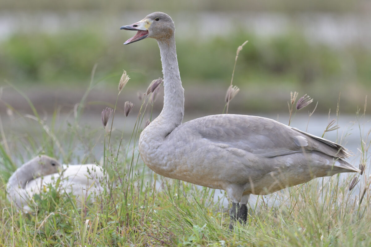 コハクチョウ
コハクチョウ幼鳥
西表島
美原の田んぼ