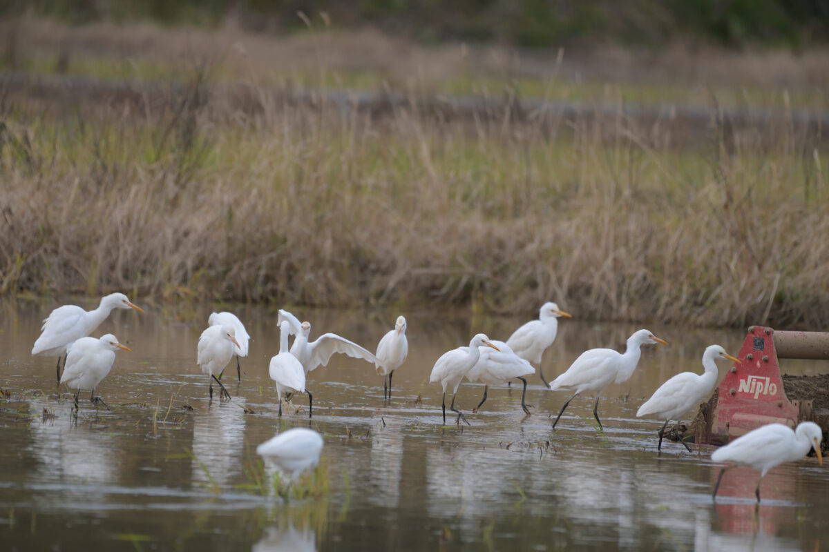 アマサギ
西表島
オオホラダ