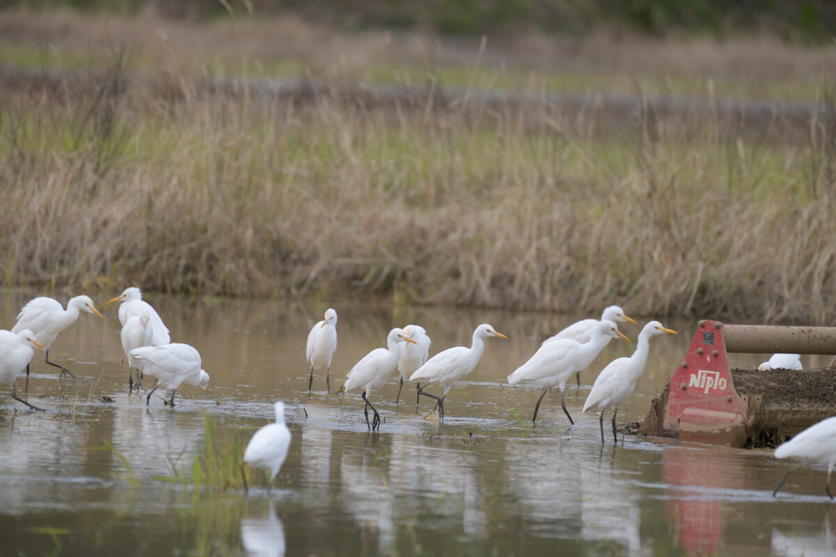 アマサギ
西表島
オオホラダ