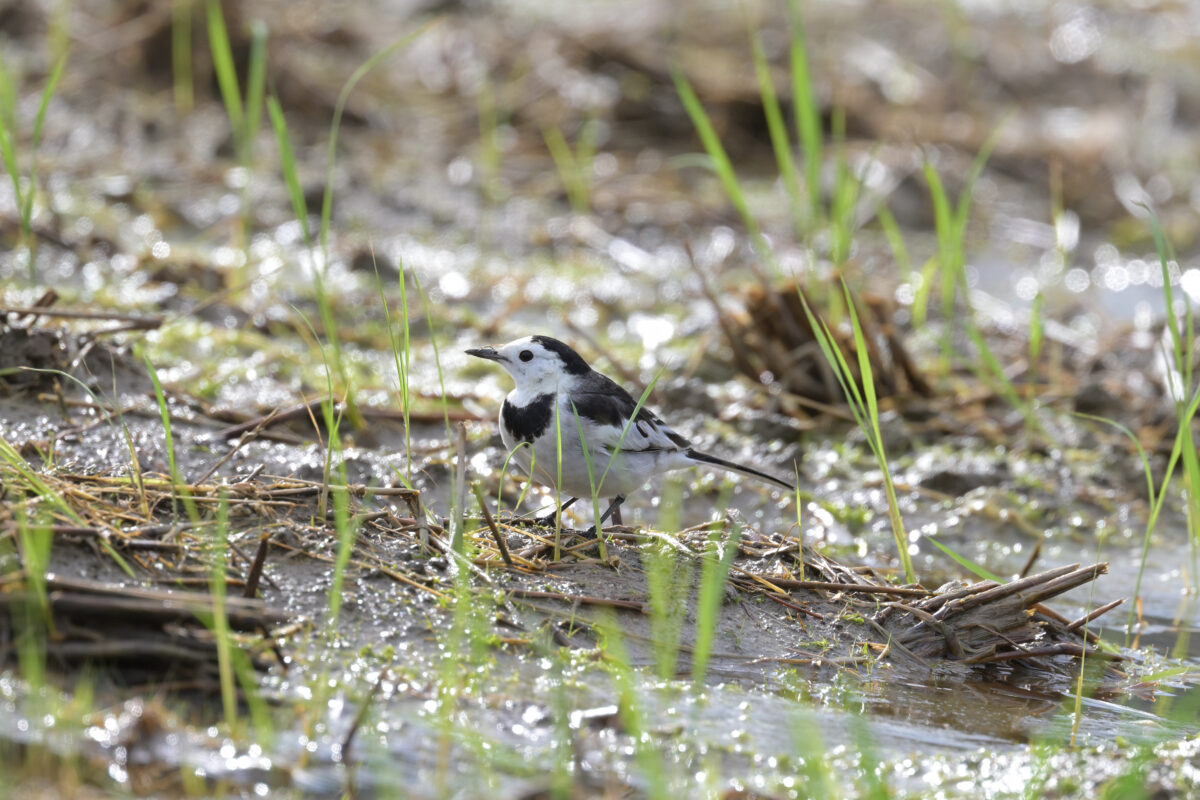 ホオジロハクセキレイ
西表島
美原の田んぼ