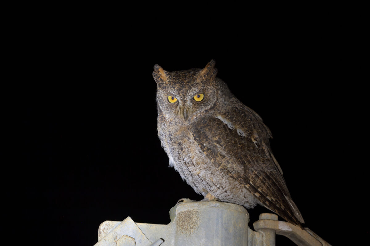 リュウキュウコノハズク
西表島
タカピシ