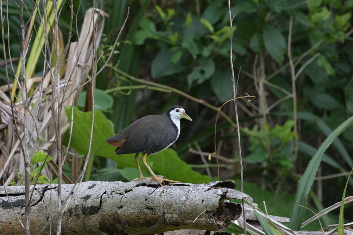 シロハラクイナ
西表島
仲間崎