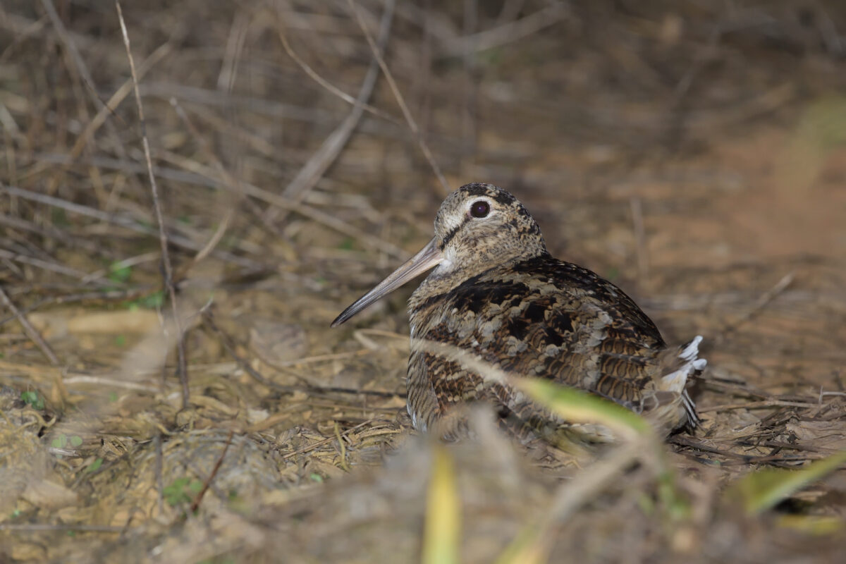 ヤマシギ
西表島
タカピシ