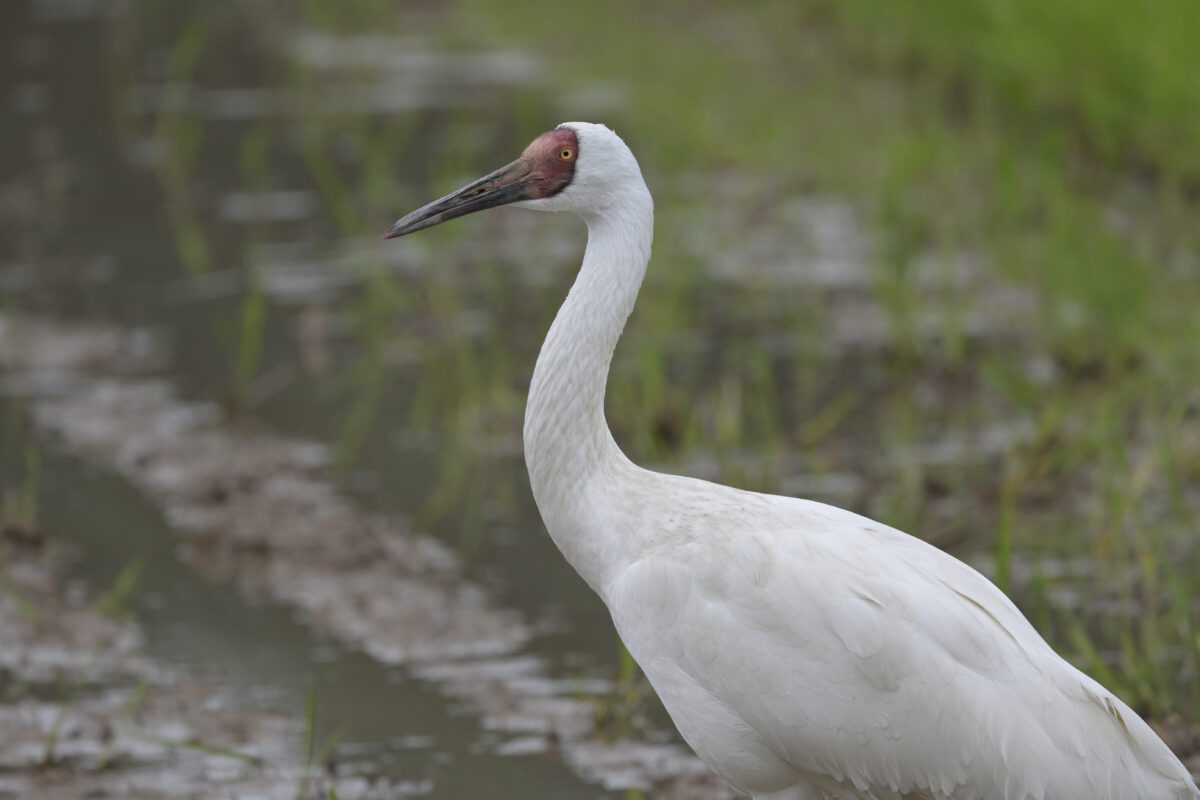 ソデグロヅル
西表島
ミダラの田んぼ