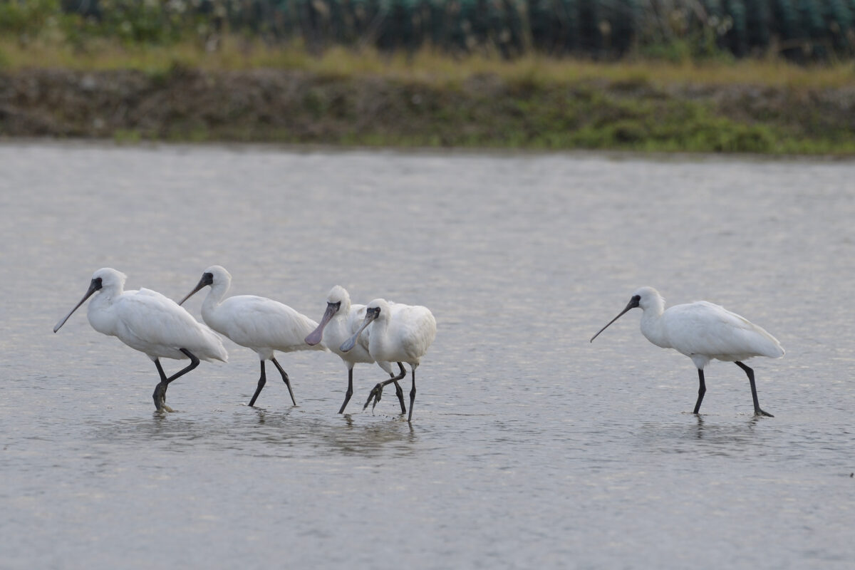 クロツラヘラサギ
西表島
美原の田んぼ