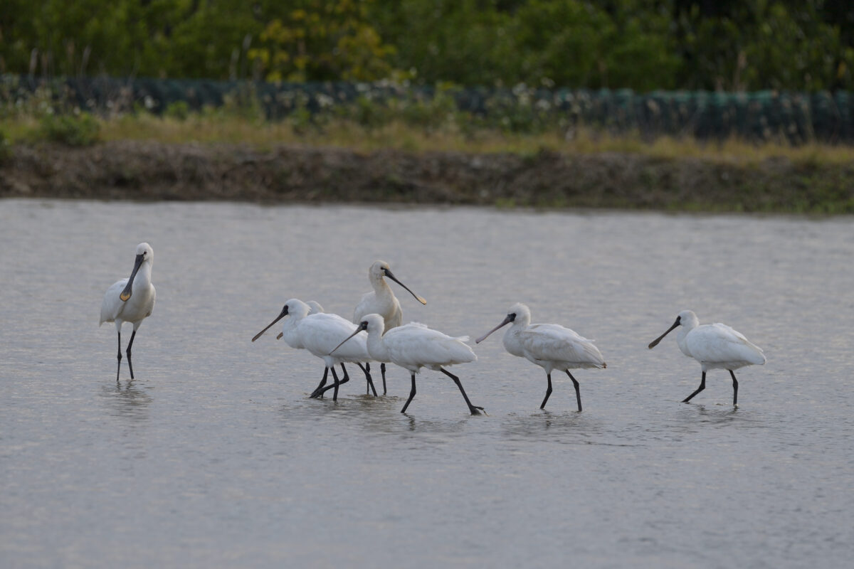 ヘラサギ
クロツラヘラサギ
西表島
美原の田んぼ