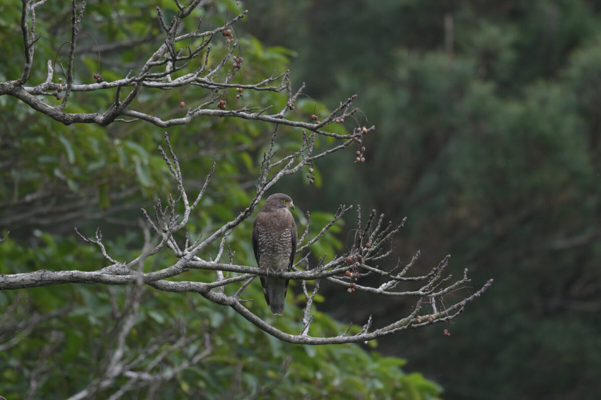 サシバ
西表島
大浜農園