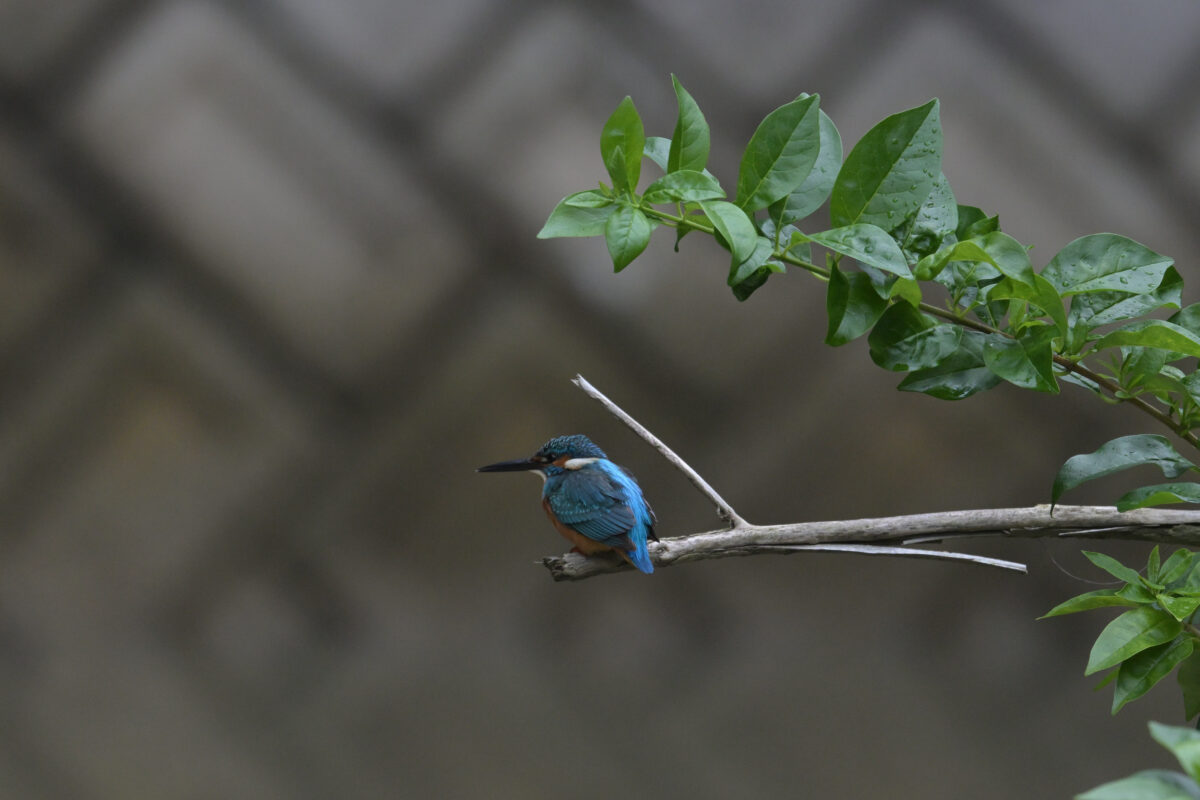 カワセミ
カワセミ♂
カワセミ雄
ミダラの田んぼ