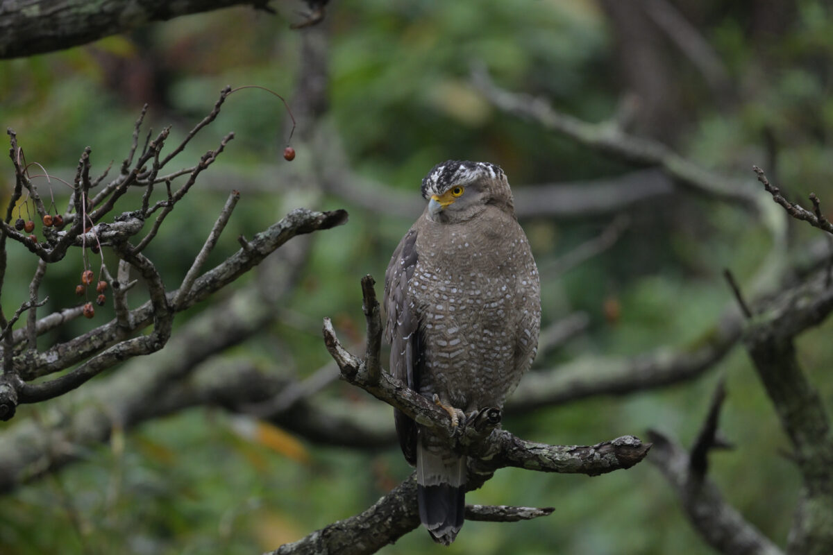カンムリワシ
西表島
ミダラの田んぼ