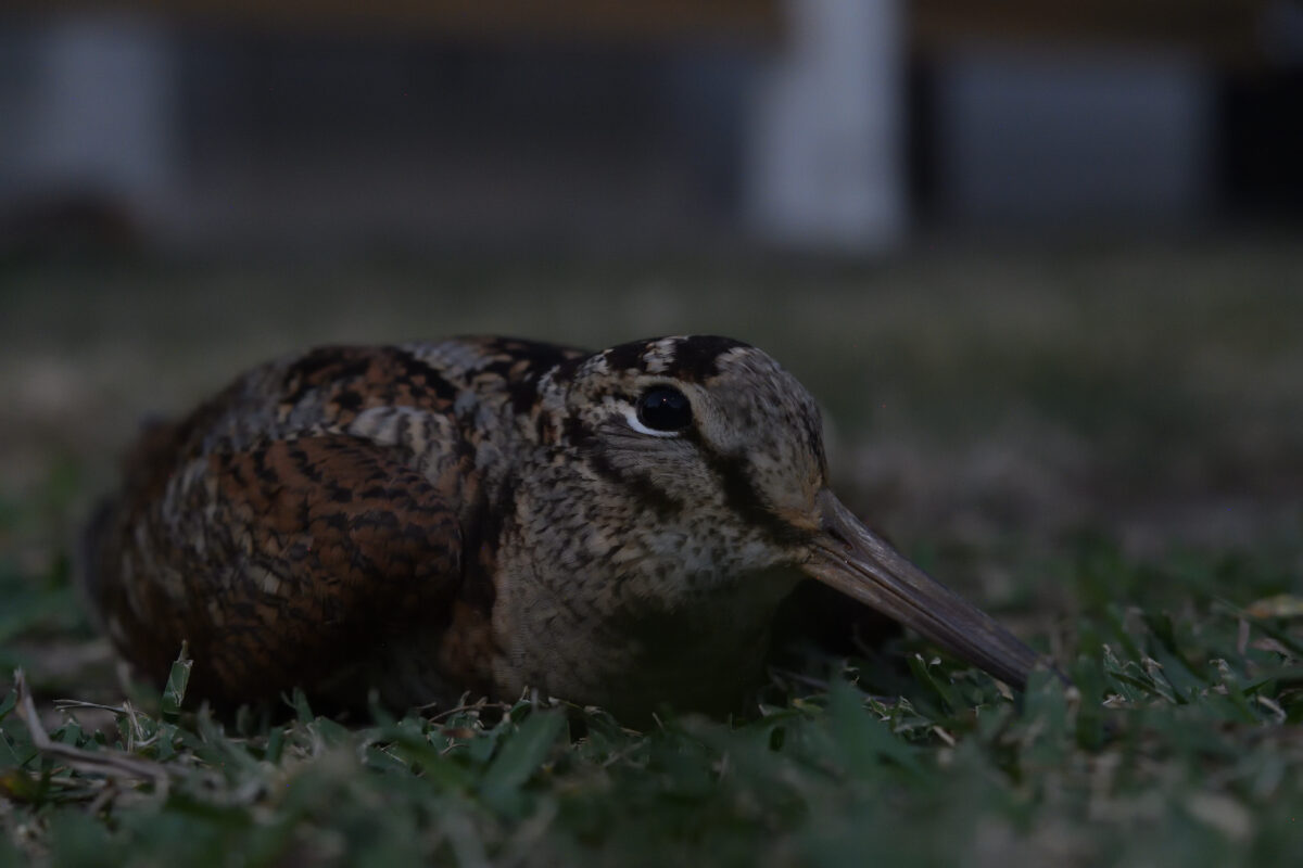 ヤマシギ
西表島
タカピシ