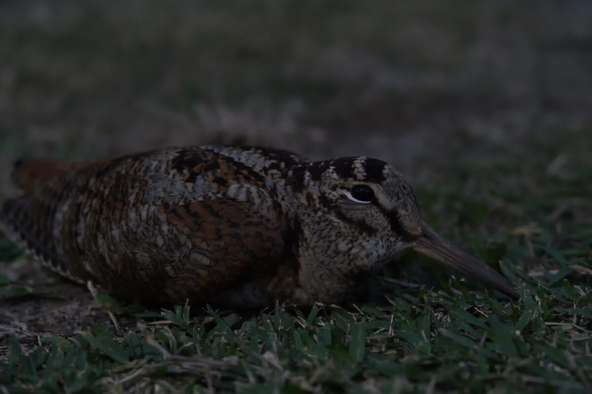 ヤマシギ
西表島
タカピシ