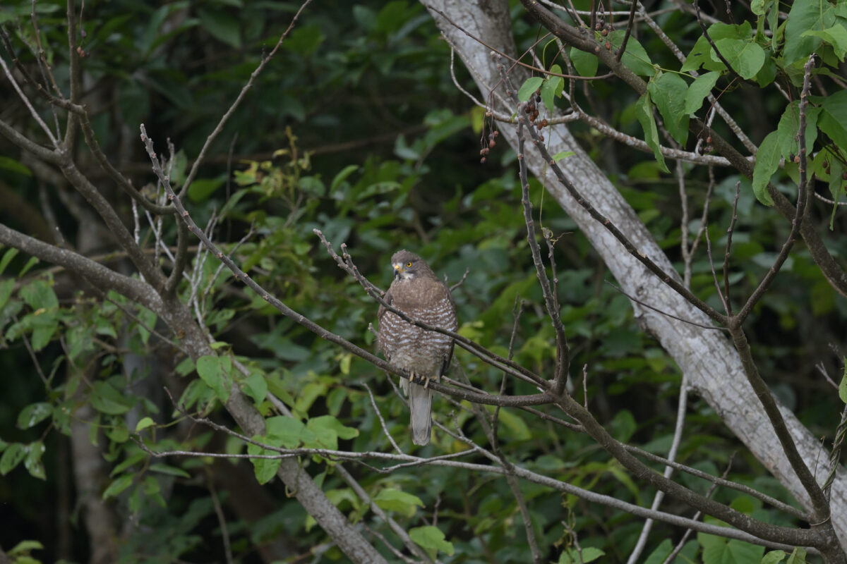 サシバ
西表島
大浜農園