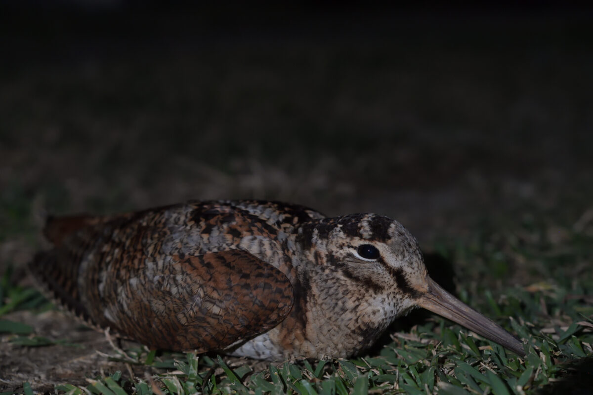ヤマシギ
西表島
タカピシ