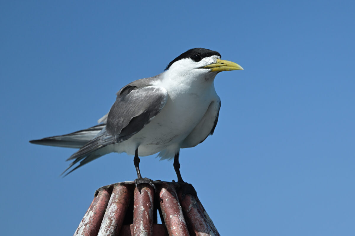オオアジサシ
西表島
鳩間島