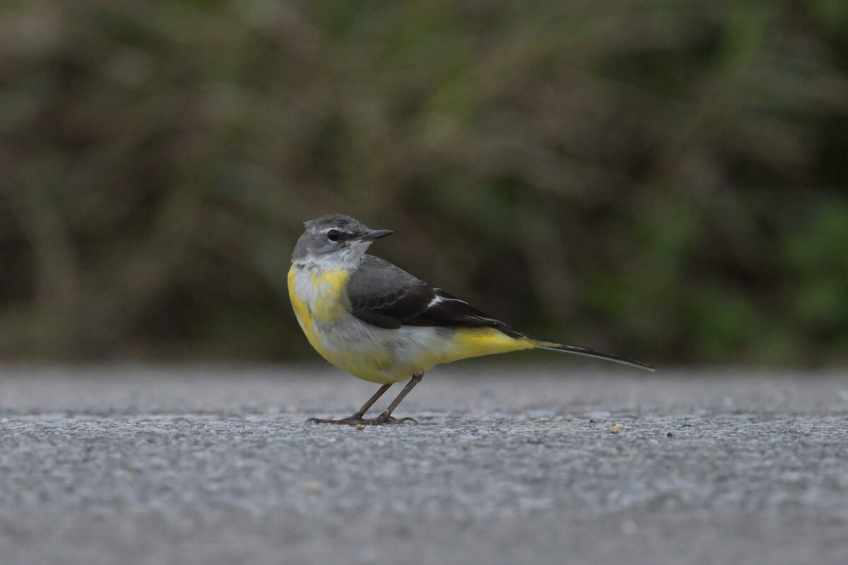 キセキレイ
キセキレイ第一回冬羽
西表島
住吉コンポスト