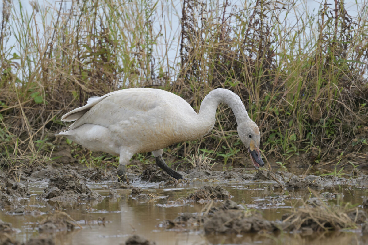コハクチョウ幼鳥
西表島
美原の田んぼ