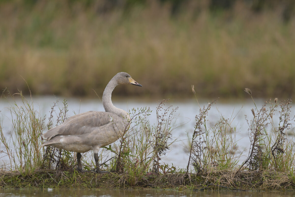 コハクチョウ幼鳥
西表島
美原の田んぼ