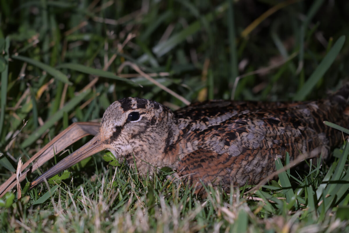 ヤマシギ
西表島
タカピシ