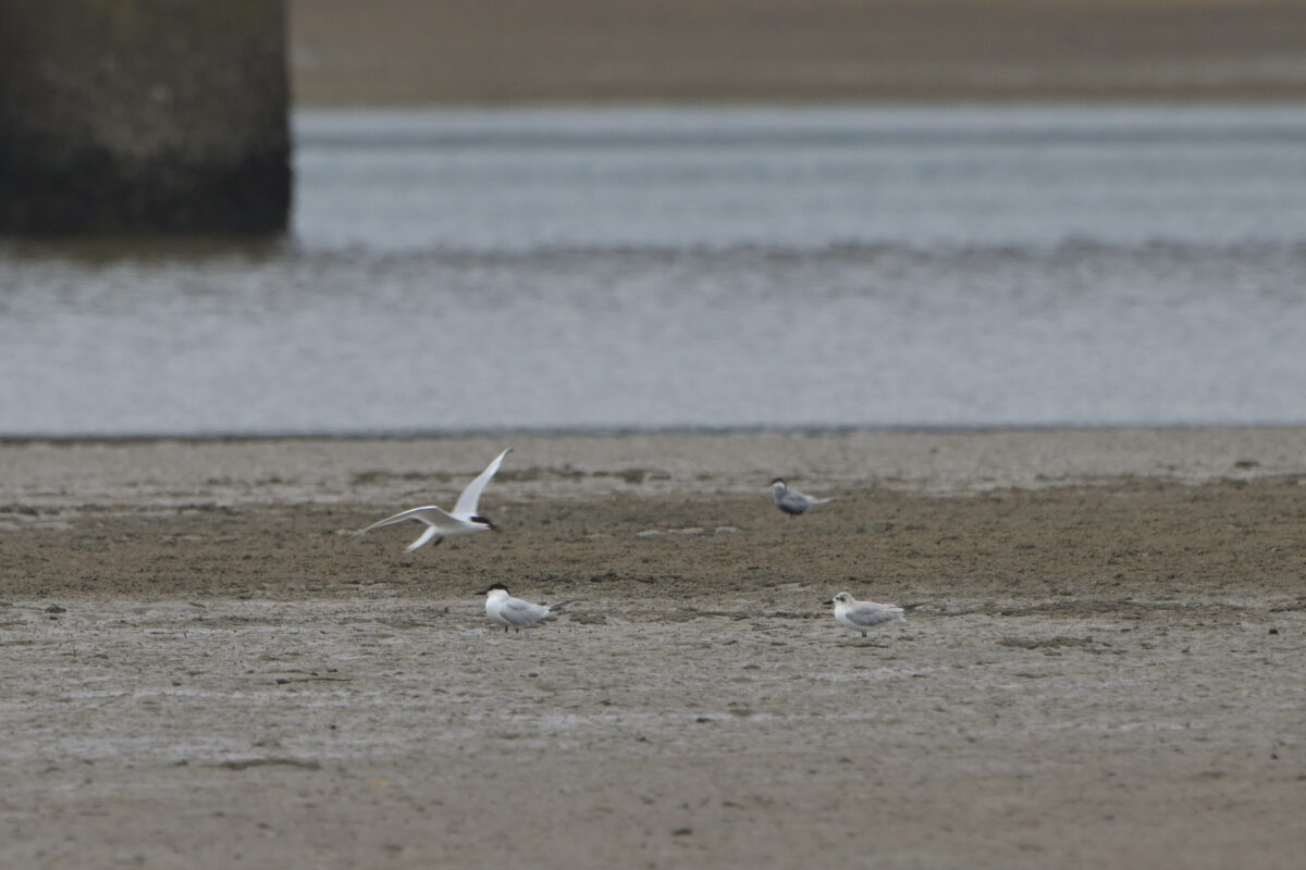 ハシブトアジサシ
西表島
仲間川