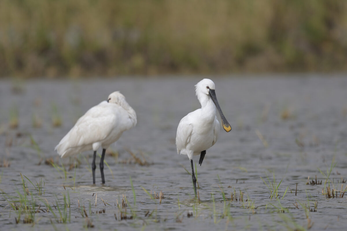 ヘラサギ
ヘラサギのペア
西表島
美原の田んぼ