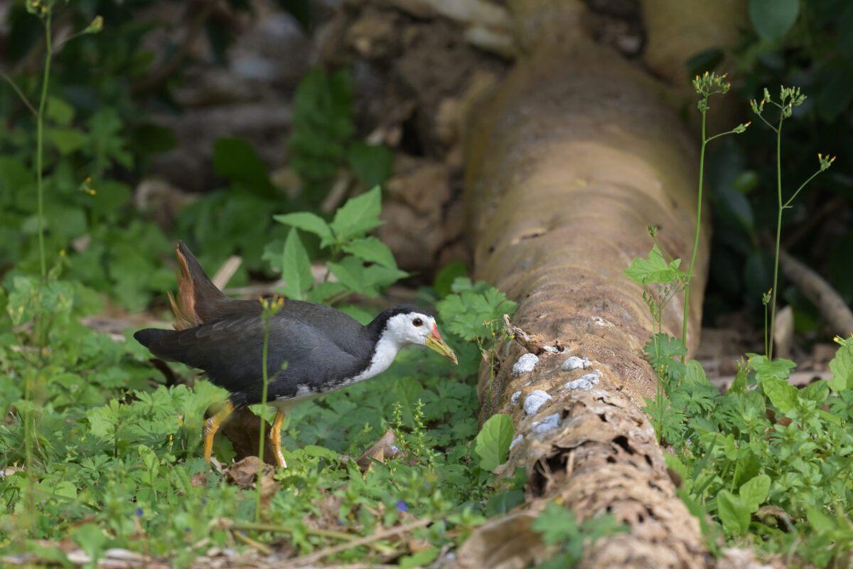 シロハラクイナ
西表島
西表島総合センター