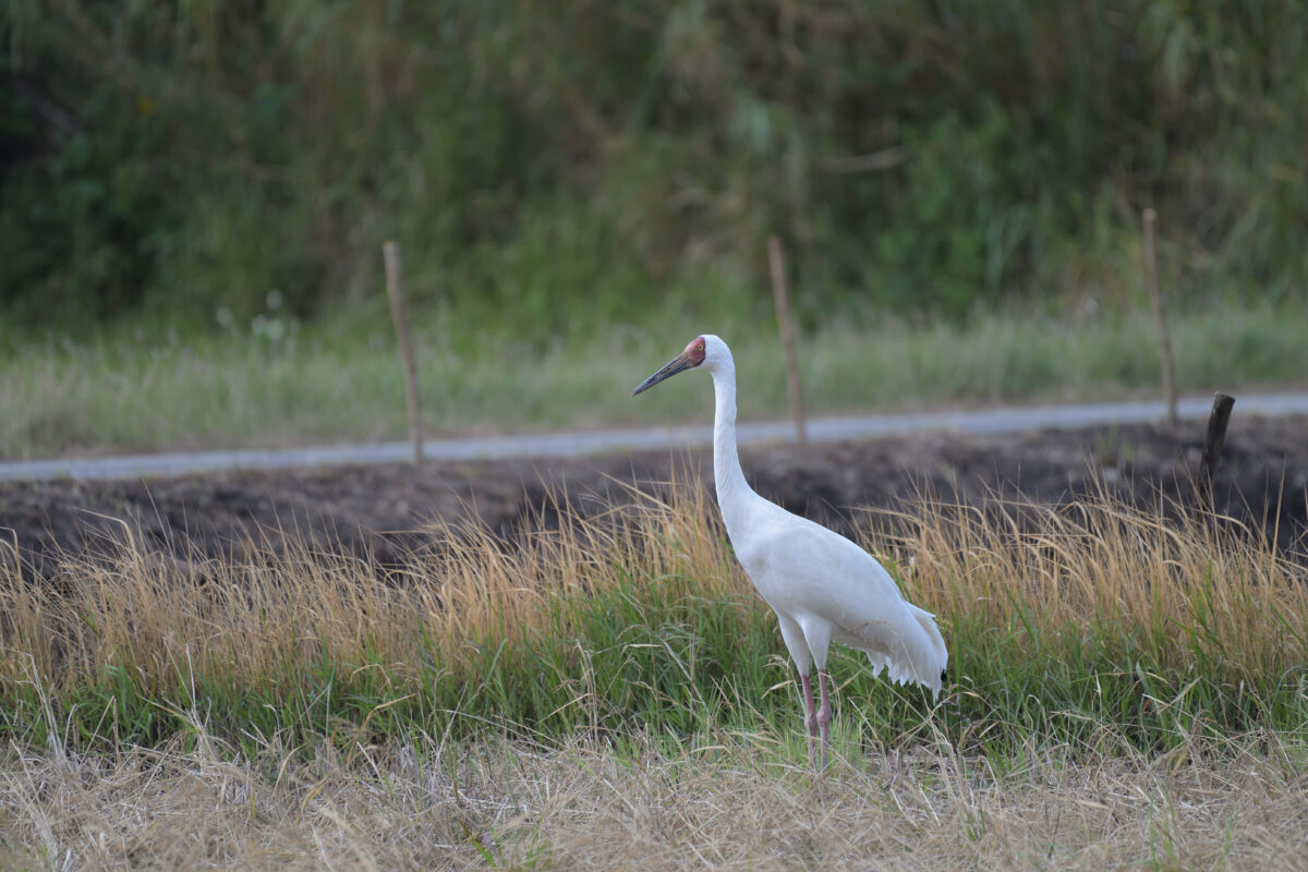 ソデグロヅル
西表島
ミダラの田んぼ
