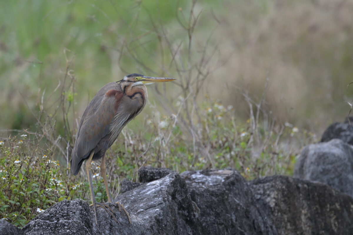 ムラサキサギ
ムラサキサギ若鳥
西表島
オオホラダ