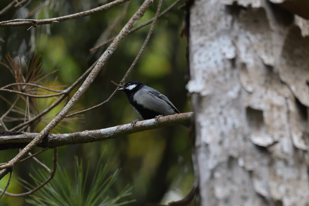 イシガキシジュウカラ
西表島
祖納岳