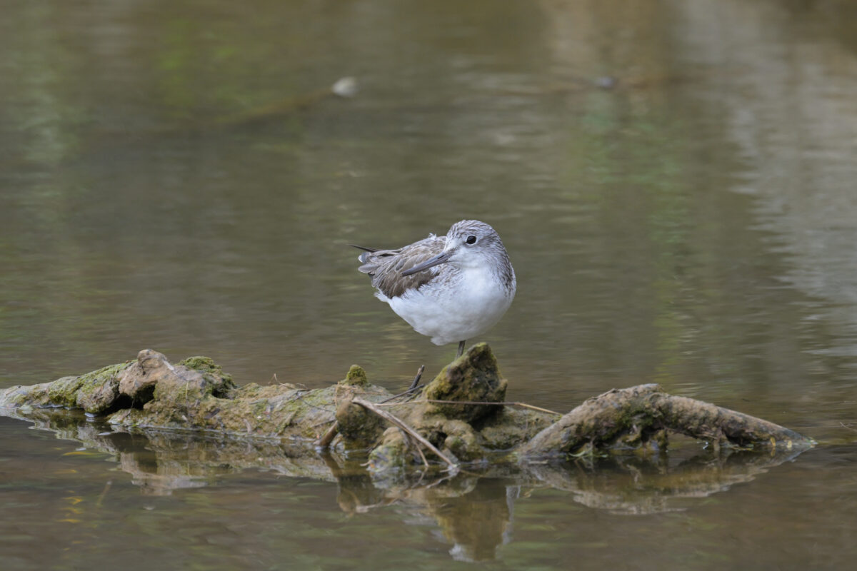 アオアシシギ
西表島
佐久田