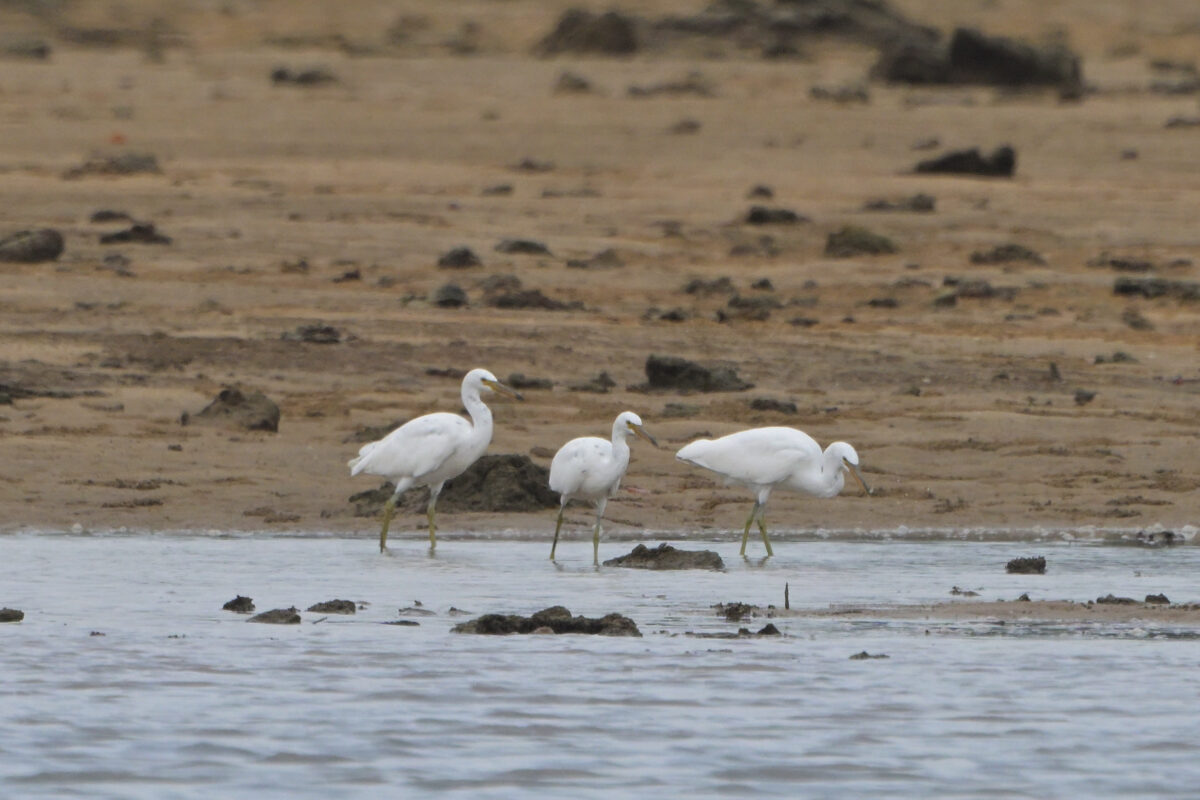 クロサギ
クロサギ白色型
西表島
仲間川