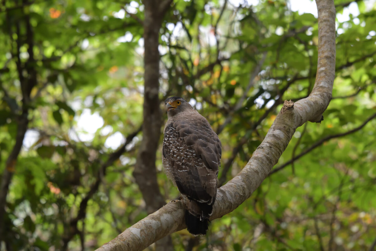 カンムリワシ
西表島
祖納岳