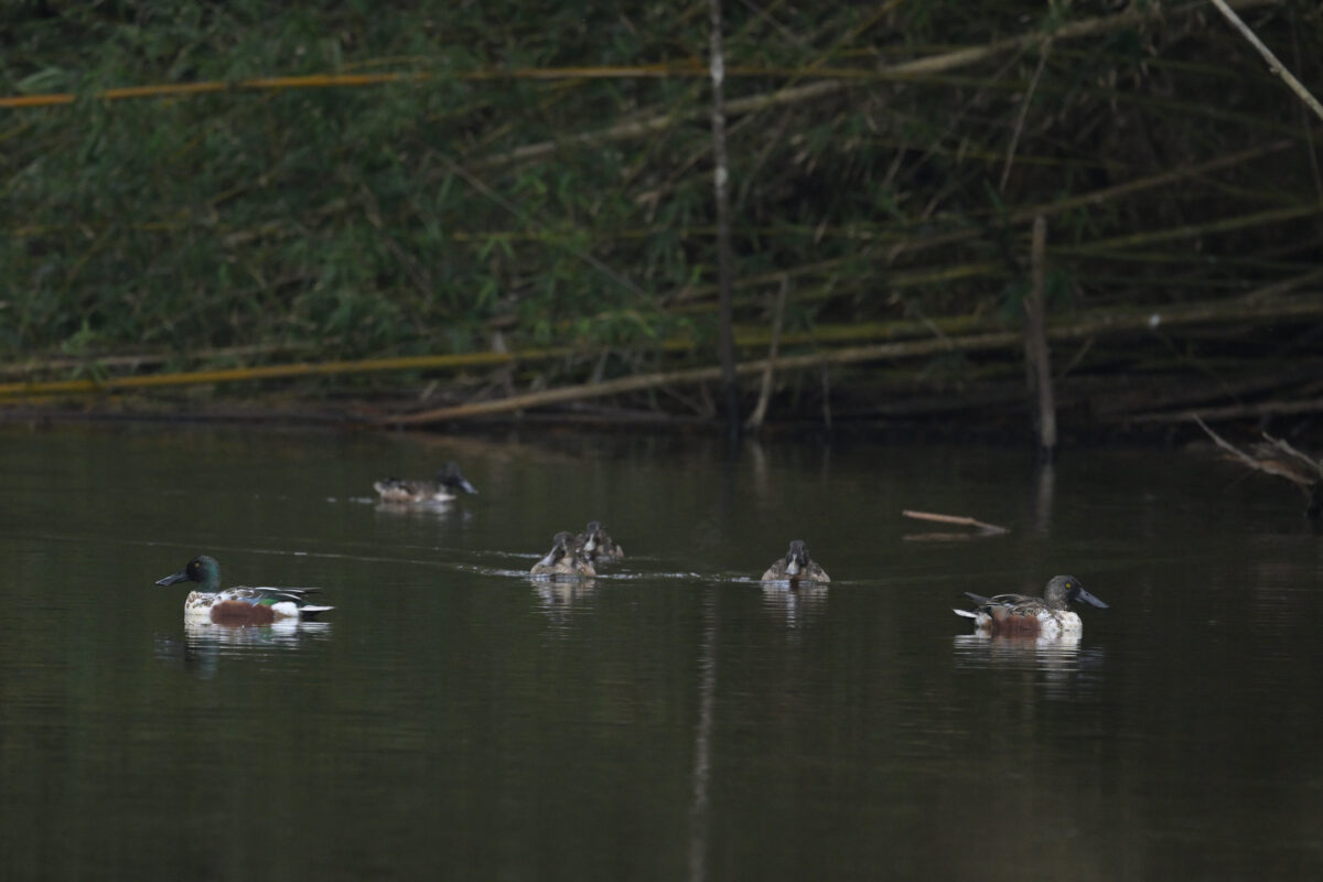 豊原
ハシビロガモ
西表島