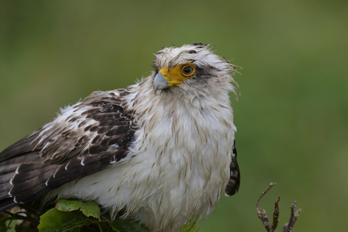 カンムリワシ幼鳥
カンムリワシ
西表島
ホネラ海岸
