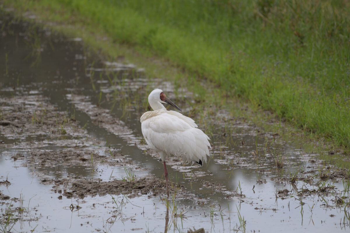 ソデグロヅル
西表島
ミダラの田んぼ