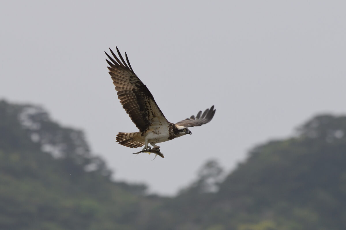 ミサゴ
魚を捕まえたミサゴ
西表島
浦内橋