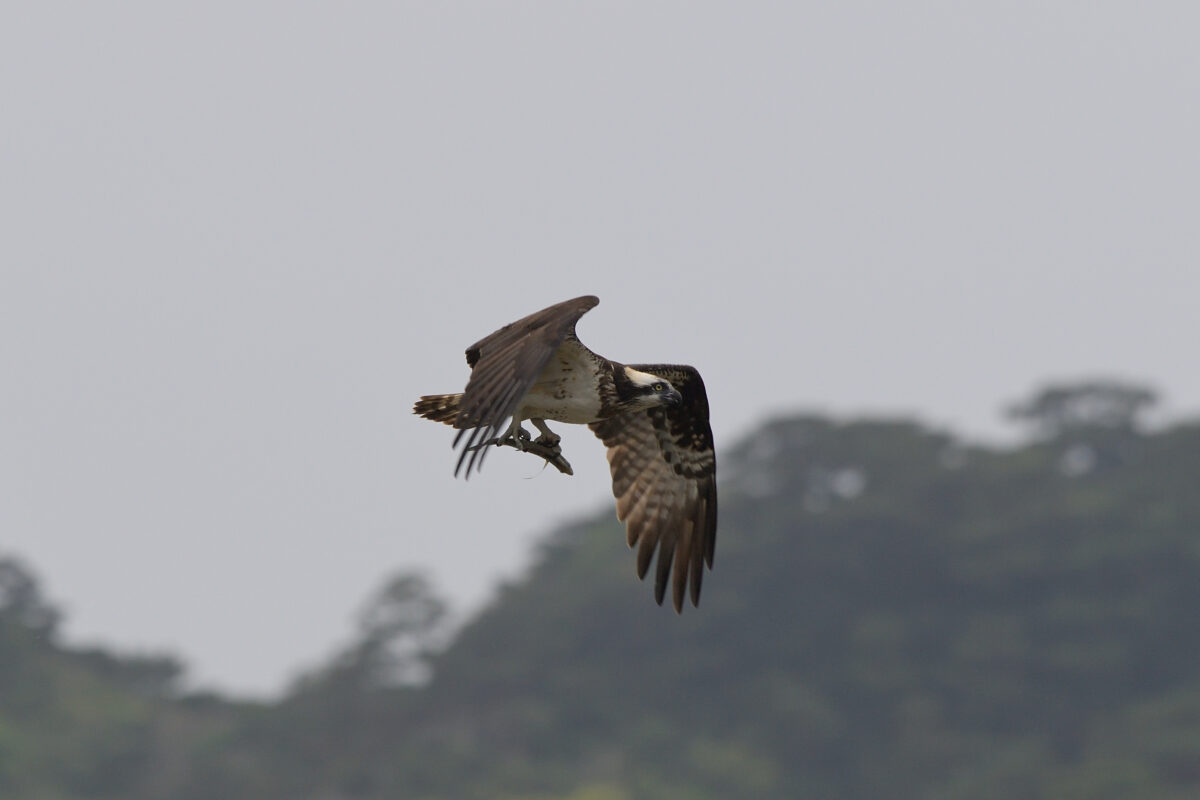 ミサゴ
魚を捕まえたミサゴ
西表島
浦内橋
