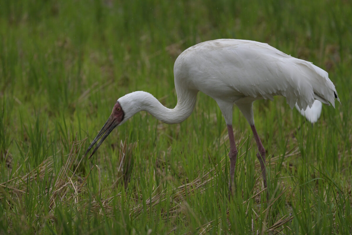 ソデグロヅル
西表島
ミダラの田んぼ