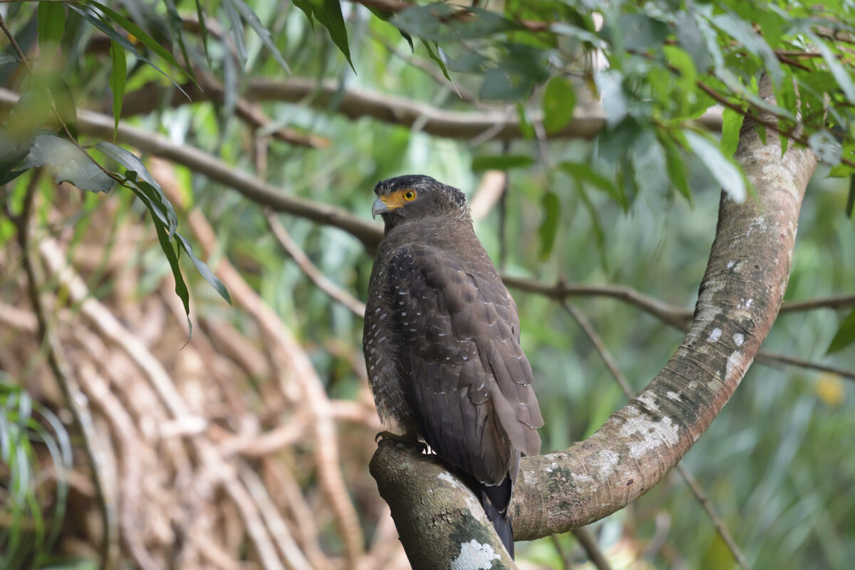 カンムリワシ
西表島
祖納岳