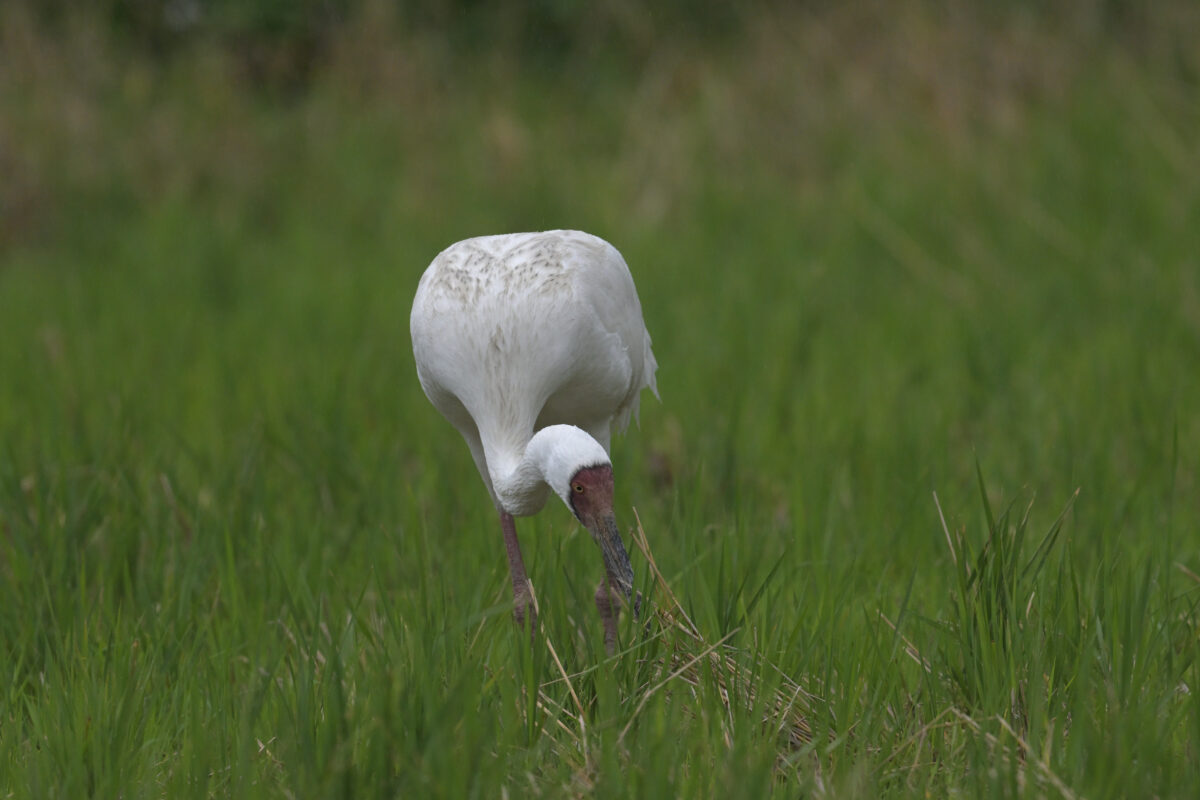 ソデグロヅル
西表島
ミダラの田んぼ
