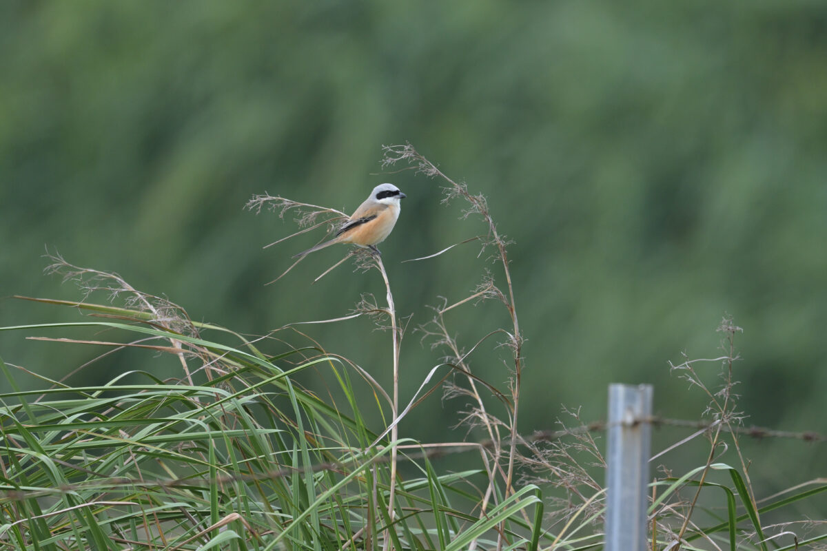 タカサゴモズ
西表島
住吉牧場