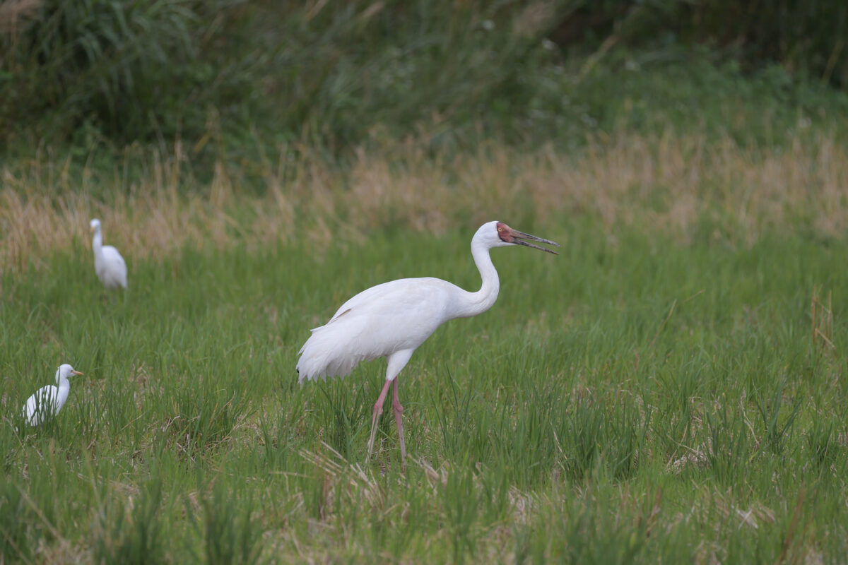 ソデグロヅル
西表島
ミダラの田んぼ