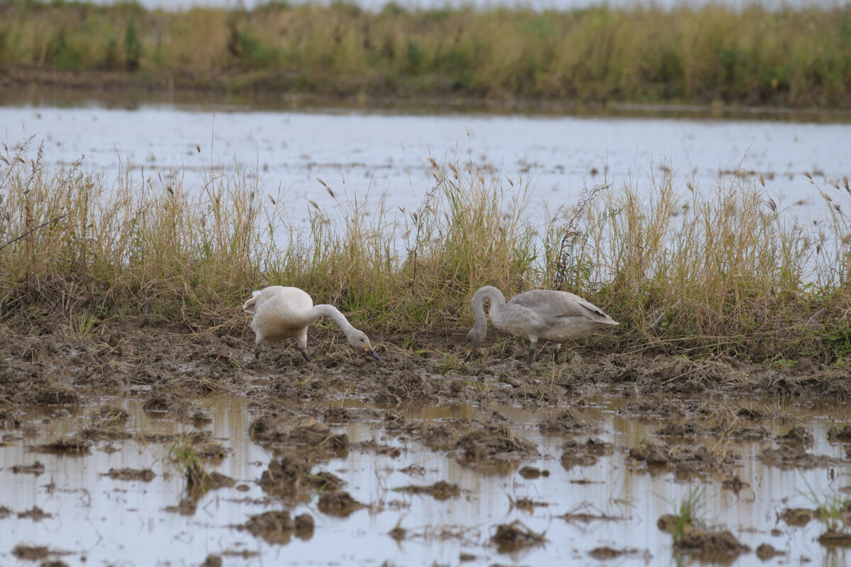 コハクチョウ幼鳥
西表島
美原の田んぼ