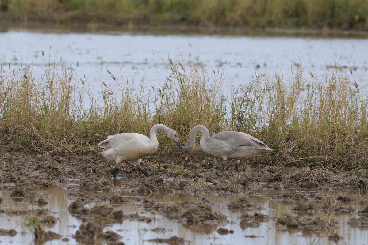コハクチョウ幼鳥
西表島
美原の田んぼ