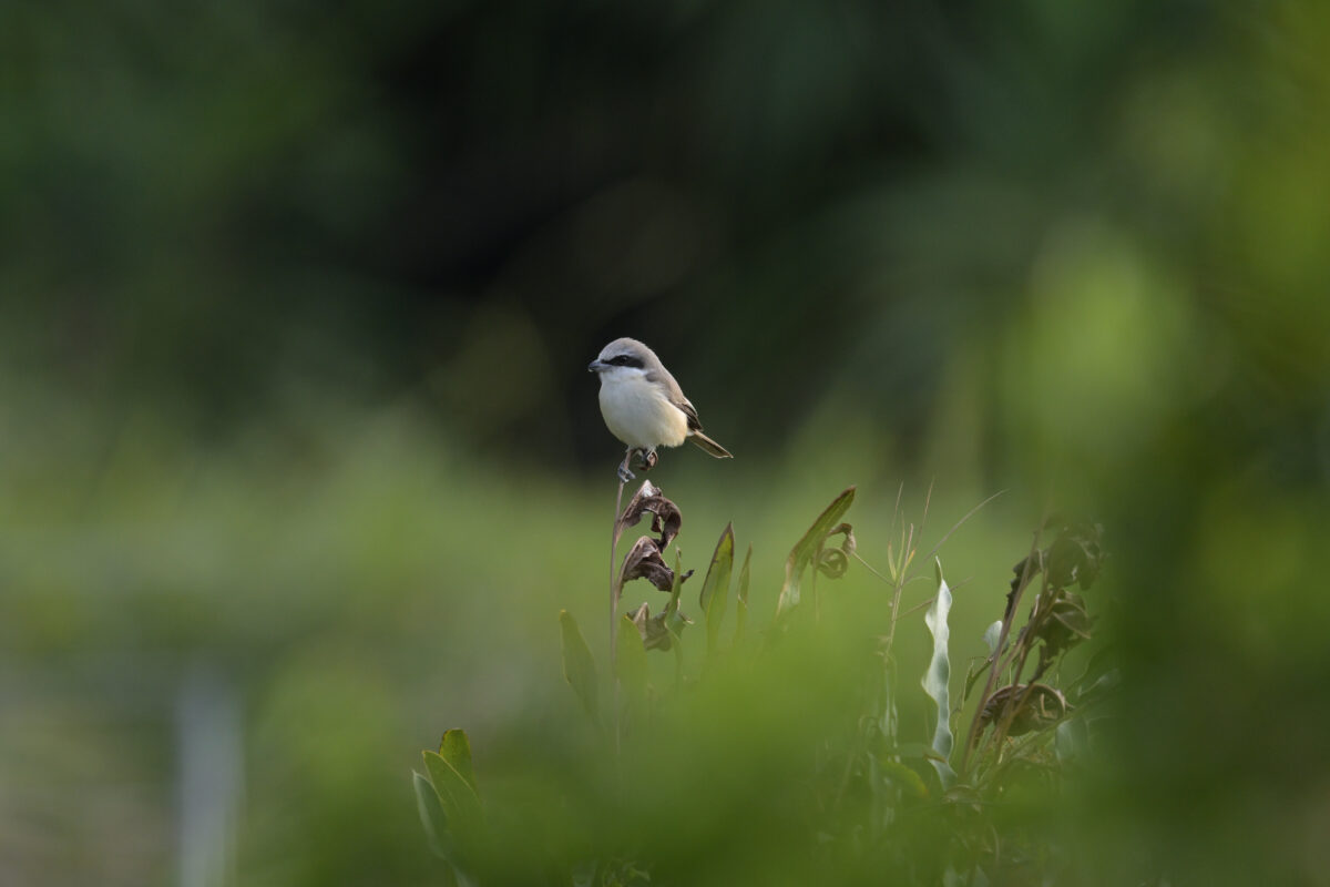 シマアカモズ
西表島
フカンタ