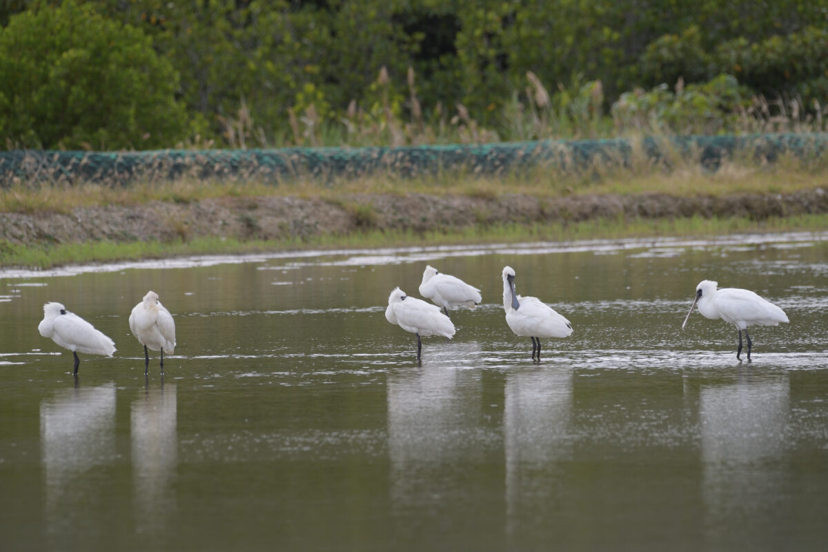 クロツラヘラサギ
西表島
美原の田んぼ