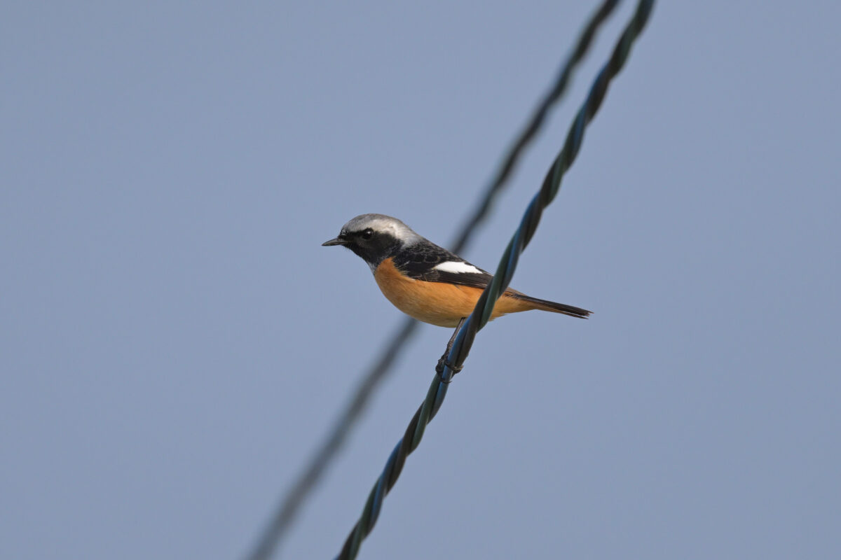 ジョウビタキ
ジョウビタキ♂
ジョウビタキ雄
西表島
住吉コンポスト